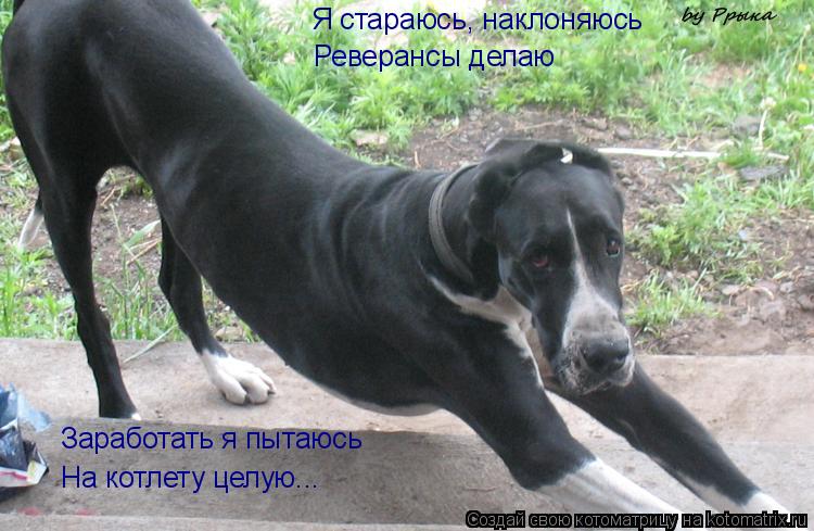 Я стараюсь, наклоняюсь Реверансы делаю Заработать я пытаюсь На котлету целую...... Котоматрица: Я стараюсь, наклоняюсь Реверансы делаю Заработать я пытаюсь На котлету целую...