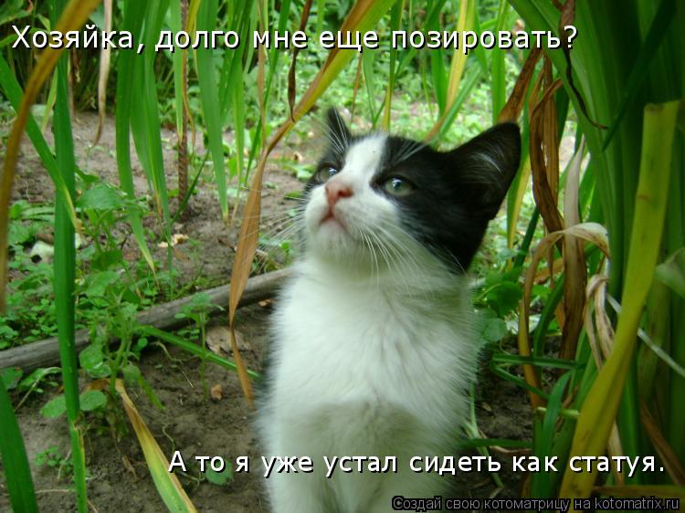 Хозяйка, долго мне еще позировать? Хозяйка, долго мне еще позировать? А то я уже устал сидеть как с... Котоматрица: Хозяйка, долго мне еще позировать? Хозяйка, долго мне еще позировать? А то я уже устал сидеть как статуя.
