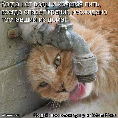 всегда спасёт краник неожидано торчавший из дома! Когда нет воды и хочется пить,... Котоматрица: всегда спасёт краник неожидано торчавший из дома! Когда нет воды и хочется пить,