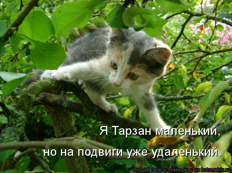 Я Тарзан маленький, но на подвиги уже удаленький.... Котоматрица: Я Тарзан маленький, но на подвиги уже удаленький.