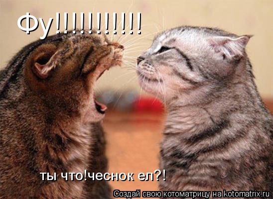 Фу!!!!!!!!!!! ты что!чеснок ел?!... Котоматрица: Фу!!!!!!!!!!! ты что!чеснок ел?!