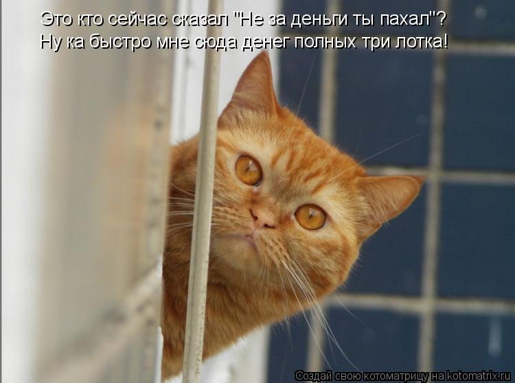 Это кто сейчас сказал "Не за деньги ты пахал"? Ну ка быстро мне сюда денег полных три лотка!... Котоматрица: Это кто сейчас сказал "Не за деньги ты пахал"? Ну ка быстро мне сюда денег полных три лотка!
