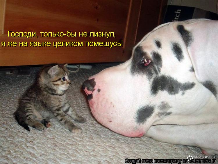 Господи, только-бы не лизнул, я же на языке целиком помещусь!... Котоматрица: Господи, только-бы не лизнул, я же на языке целиком помещусь!