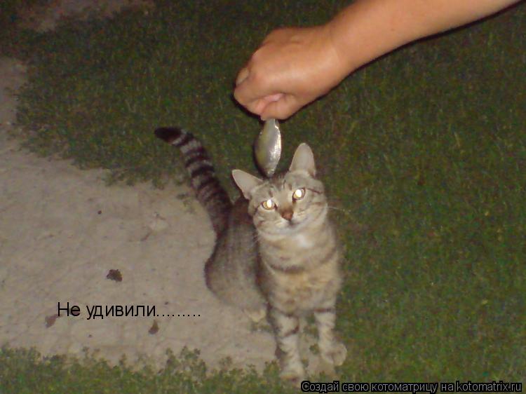 Не удивили............ Котоматрица: Не удивили.........