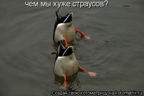 чем мы хуже страусов?... Котоматрица: чем мы хуже страусов?
