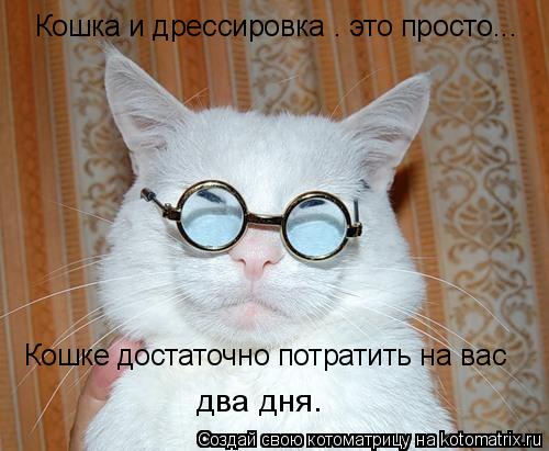 Котоматрица: Кошке достаточно потратить на вас два дня. Кошка и дрессировка – это просто...