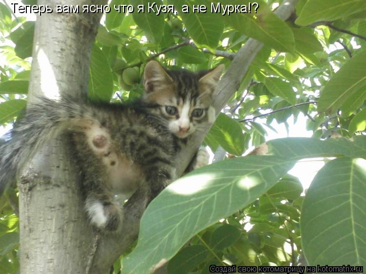Котоматрица: Теперь вам ясно что я Кузя, а не Мурка!?