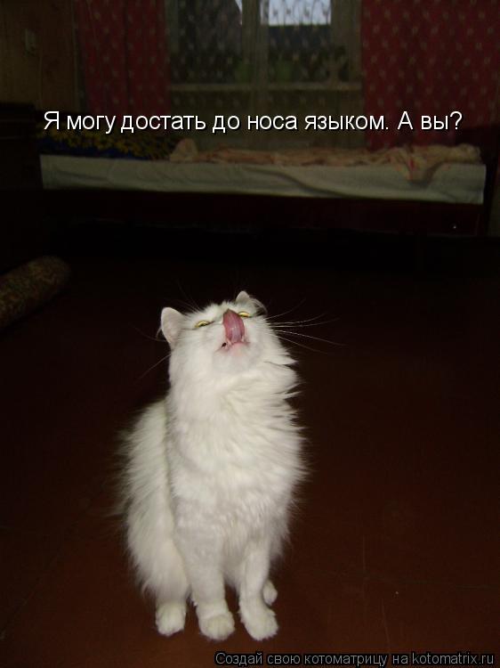 Котоматрица: Я могу достать до носа языком. А вы?