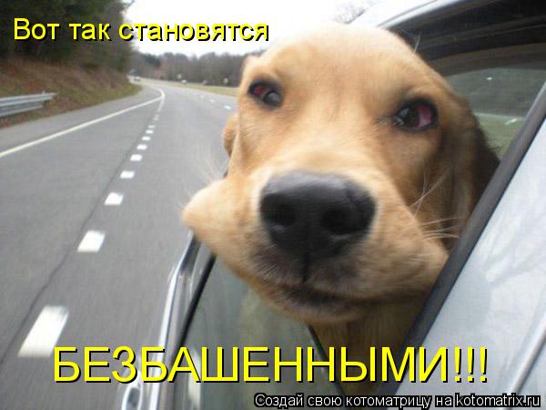 Котоматрица: Вот так становятся  БЕЗБАШЕННЫМИ!!!