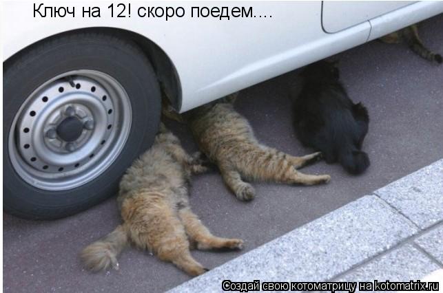 Котоматрица: Ключ на 12! скоро поедем....