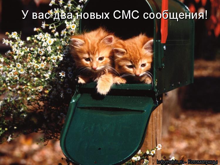 У вас два новых СМС сообщения!... Котоматрица: У вас два новых СМС сообщения!