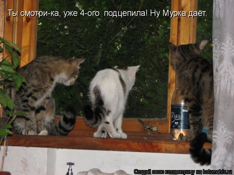 Котоматрица: Ты смотри-ка, уже 4-ого  подцепила! Ну Мурка даёт.