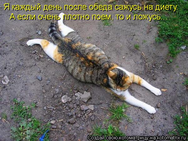 Я каждый день после обеда сажусь на диету. А если очень плотно поем, то и ложусь...... Котоматрица: Я каждый день после обеда сажусь на диету. А если очень плотно поем, то и ложусь...