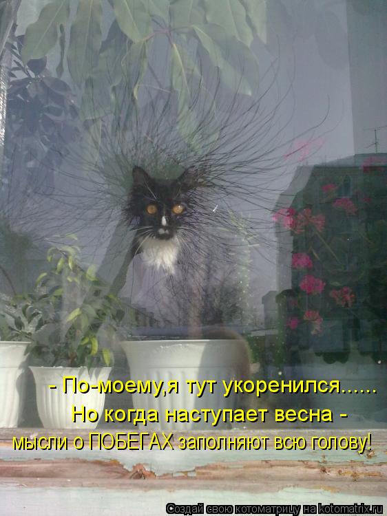 - По-моему,я тут укоренился...... Но когда наступает весна - мысли о ПОБЕГАХ заполняют всю голову!... Котоматрица: - По-моему,я тут укоренился...... Но когда наступает весна - мысли о ПОБЕГАХ заполняют всю голову!