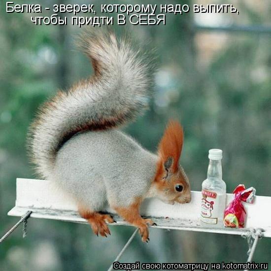 Белка - зверек, которому надо выпить, чтобы придти В СЕБЯ... Котоматрица: Белка - зверек, которому надо выпить, чтобы придти В СЕБЯ