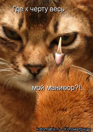 Где к черту весь мой маникюр?!...... Котоматрица: Где к черту весь мой маникюр?!...