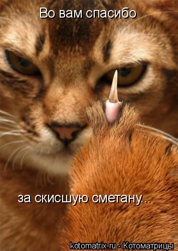 Во вам спасибо за скисшую сметану...... Котоматрица: Во вам спасибо за скисшую сметану...