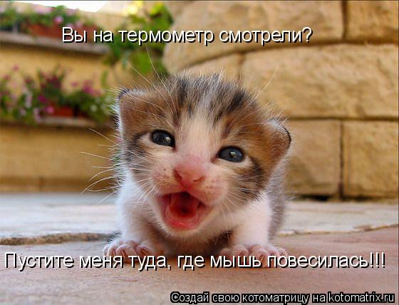 Вы на термометр смотрели? Пустите меня туда, где мышь повесилась!!!... Котоматрица: Вы на термометр смотрели? Пустите меня туда, где мышь повесилась!!!