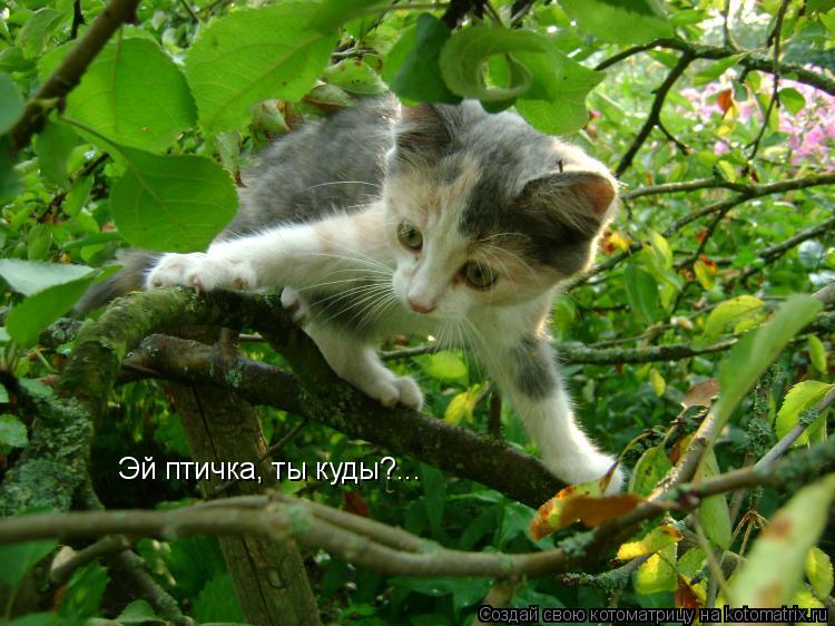 Эй птичка, ты куды?...... Котоматрица: Эй птичка, ты куды?...