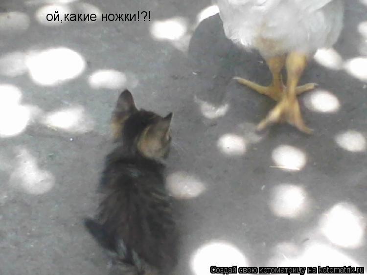 ой,какие ножки!?!... Котоматрица: ой,какие ножки!?!