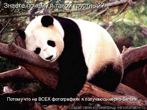 Знаете почему я такой грустный? Потому что на ВСЕХ фотографиях я получаюсь чёрно-белым!... Котоматрица: Знаете почему я такой грустный? Потому что на ВСЕХ фотографиях я получаюсь чёрно-белым!