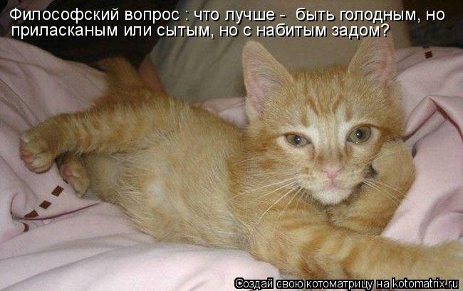 Философский вопрос : что лучше - быть голодным, но приласканым или сытым, но с набитым задом?... Котоматрица: Философский вопрос : что лучше - быть голодным, но приласканым или сытым, но с набитым задом?
