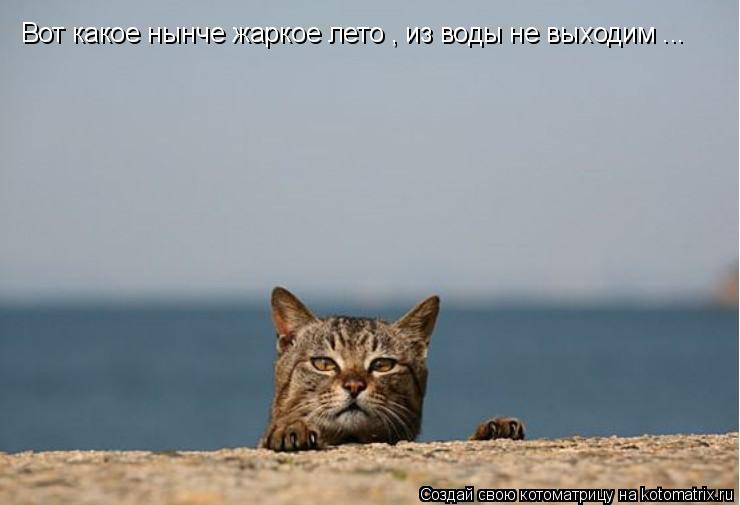 Вот какое нынче жаркое лето , из воды не выходим ...... Котоматрица: Вот какое нынче жаркое лето , из воды не выходим ...