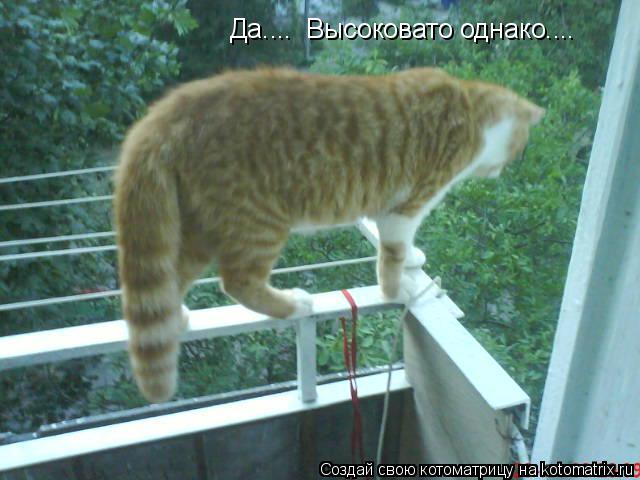 Да.... Высоковато однако....... Котоматрица: Да.... Высоковато однако....