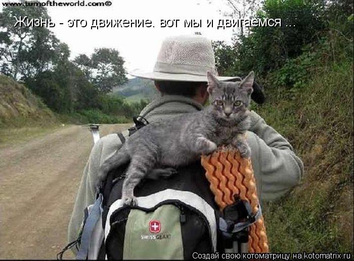 Жизнь - это движение. вот мы и двигаемся ...... Котоматрица: Жизнь - это движение. вот мы и двигаемся ...