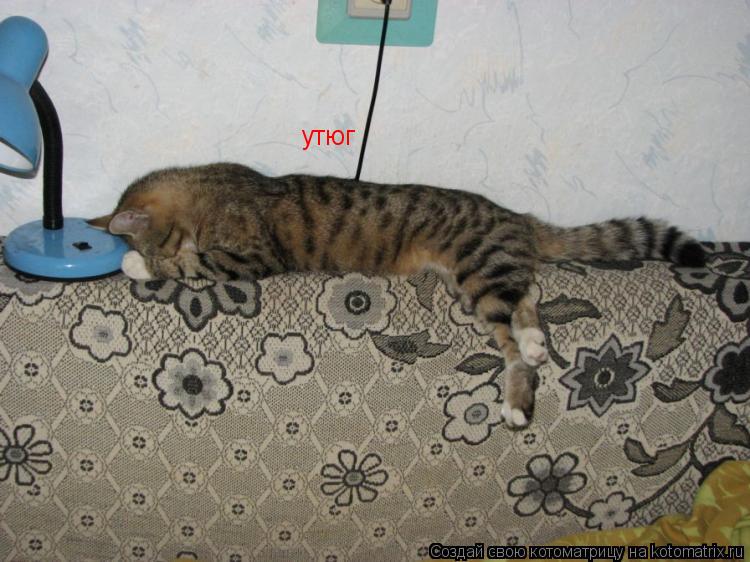 утюг... Котоматрица: утюг