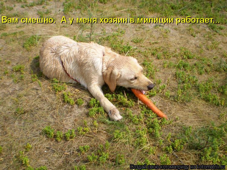 Вам смешно. А у меня хозяин в милиции работает...... Котоматрица: Вам смешно. А у меня хозяин в милиции работает...