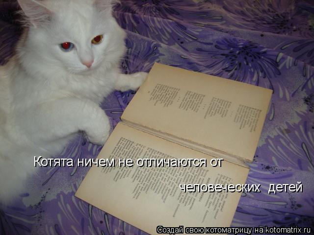 Котята ничем не отличаются от человеческих детей... Котоматрица: Котята ничем не отличаются от человеческих детей