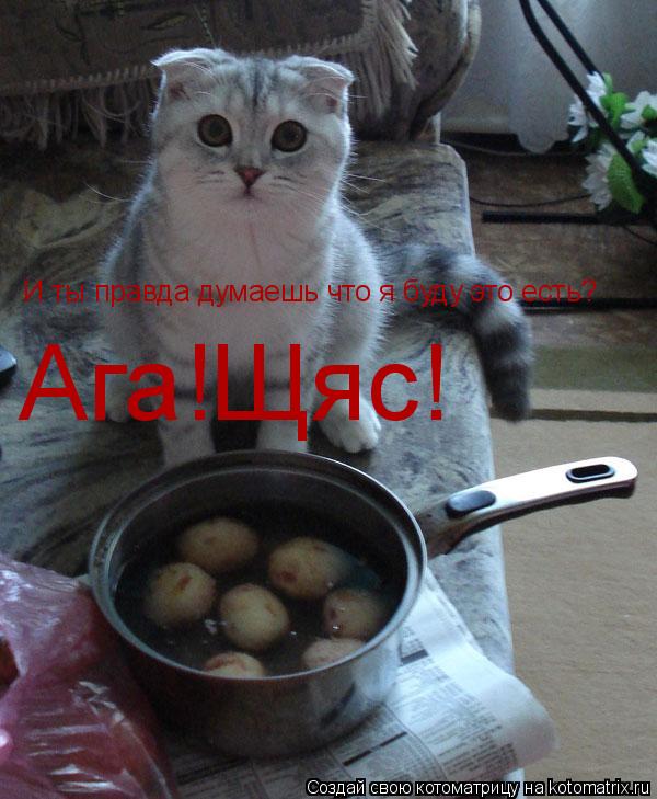 И ты правда думаешь что я буду это есть? Ага!Щяс!... Котоматрица: И ты правда думаешь что я буду это есть? Ага!Щяс!