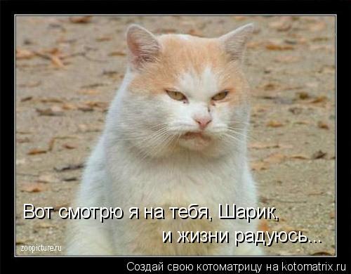 Вот смотрю я на тебя, Шарик, и жизни радуюсь...... Котоматрица: Вот смотрю я на тебя, Шарик, и жизни радуюсь...