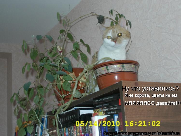 Ну что уставились? Я не корова, цветы не ем МЯЯЯЯЯСО давайте!!!... Котоматрица: Ну что уставились? Я не корова, цветы не ем МЯЯЯЯЯСО давайте!!!