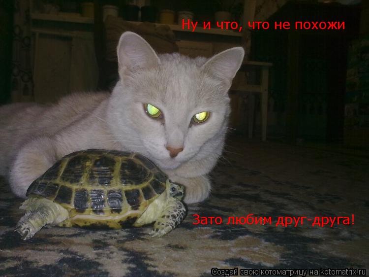 Ну и что, что не похожи Зато любим друг-друга!... Котоматрица: Ну и что, что не похожи Зато любим друг-друга!