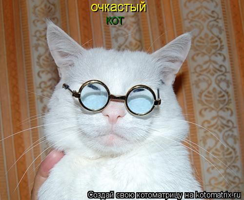 очкастый кот... Котоматрица: очкастый кот