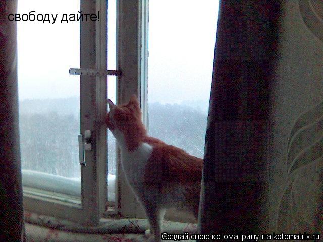 свободу дайте!... Котоматрица: свободу дайте!