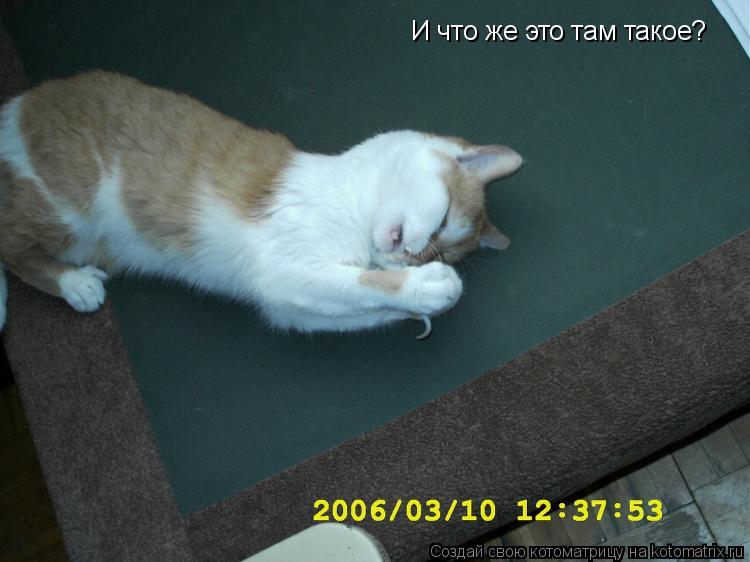 И что же это там такое?... Котоматрица: И что же это там такое?