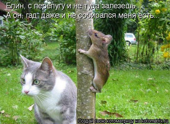 Блин, с перепугу и не туда залезешь... А он, гад, даже и не собирался меня есть...... Котоматрица: Блин, с перепугу и не туда залезешь... А он, гад, даже и не собирался меня есть...
