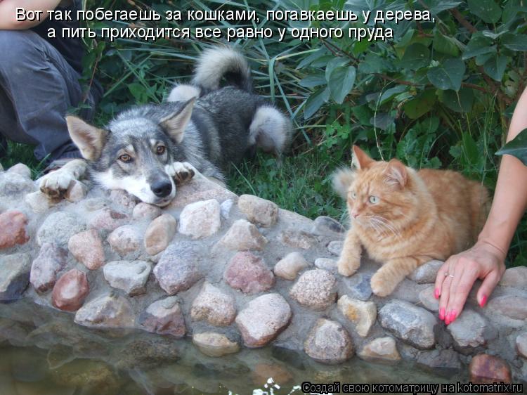 Вот так побегаешь за кошками, погавкаешь у дерева, а пить приходится все равно у одного пруда... Котоматрица: Вот так побегаешь за кошками, погавкаешь у дерева, а пить приходится все равно у одного пруда