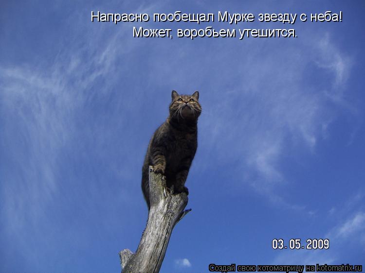 Напрасно пообещал Мурке звезду с неба! Может, воробьем утешится.... Котоматрица: Напрасно пообещал Мурке звезду с неба! Может, воробьем утешится.