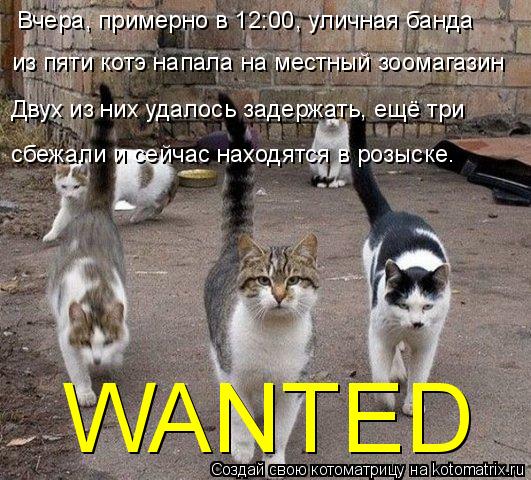 WANTED Вчера, примерно в 12:00, уличная банда из пяти котэ напала на местный зоомагазин Двух из них ... Котоматрица: WANTED Вчера, примерно в 12:00, уличная банда из пяти котэ напала на местный зоомагазин Двух из них удалось задержать, ещё три сбежали и сейчас н