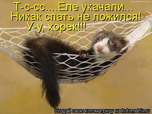 Т-с-сс....Еле укачали... Никак спать не ложился! У-у, хорек!!!... Котоматрица: Т-с-сс....Еле укачали... Никак спать не ложился! У-у, хорек!!!