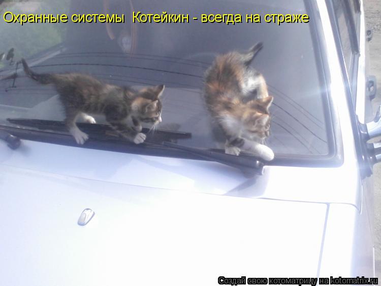 Охранные системы Котейкин - всегда на страже... Котоматрица: Охранные системы Котейкин - всегда на страже