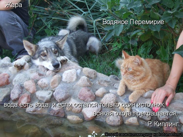 Водяное Перемирие Жара вода есть вода, и если остался только один источник, всякая охота прекращ... Котоматрица: Водяное Перемирие Жара вода есть вода, и если остался только один источник, всякая охота прекращается, Р. Киплинг.