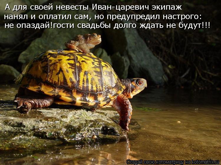 А для своей невесты Иван-царевич экипаж нанял и оплатил сам, но предупредил настрого: не опаздай!гост... Котоматрица: А для своей невесты Иван-царевич экипаж нанял и оплатил сам, но предупредил настрого: не опаздай!гости свадьбы долго ждать не будут!!!