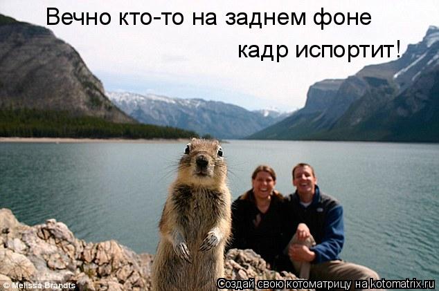 Вечно кто-то на заднем фоне кадр испортит!... Котоматрица: Вечно кто-то на заднем фоне кадр испортит!