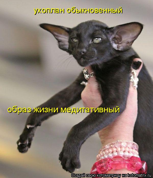 ухоплан обыкновенный образ жизни медитативный... Котоматрица: ухоплан обыкновенный образ жизни медитативный