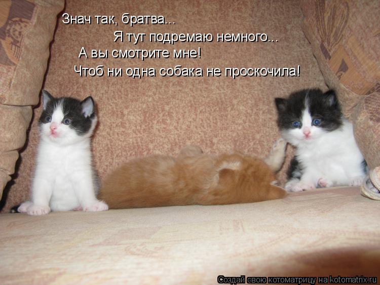 Знач так, братва... Я тут подремаю немного... А вы смотрите мне! Чтоб ни одна собака не проскочила!... Котоматрица: Знач так, братва... Я тут подремаю немного... А вы смотрите мне! Чтоб ни одна собака не проскочила!
